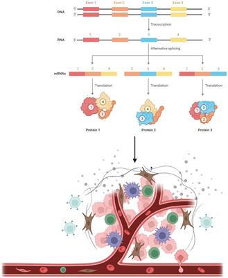 Neoantigens in cancer immunotherapy: focusing on alternative splicing